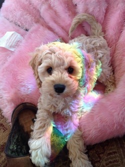 pink-nympho:  💞rainbow pup💞  cred: @glassgalaxies  Please