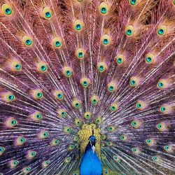 Farm days with @mollymaeeex 🌞 #peacock #sopretty #feathers