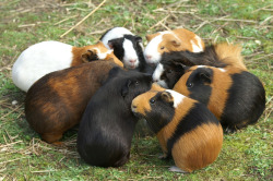 guineapiggies:  bjerk:  super top secret guinea pig meeting 