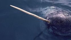 why-animals-do-the-thing:  flukesandfins:  A narwhal’s tusk