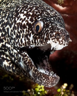 socialfoto:  Spotted Moray eel 2  by allangrandy 