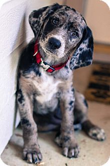 our-amazing-world:  Bluetick Coonhound/L Amazing World beautiful