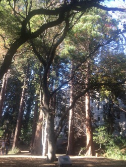 tolivetraveling:  Eucalyptus Grove UC Berkeley, Berkeley CA