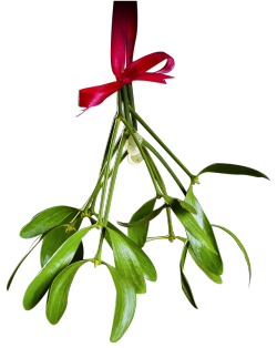 totallytransparent:  Transparent Mistletoe(Reblog it and check