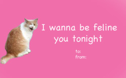 fantasticcatadventures:  the purrfect valentine for that special