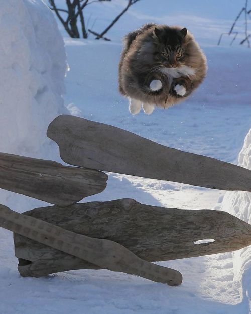 catsbeaversandducks: Amazing Snow Chonkers Photos by Sämpy