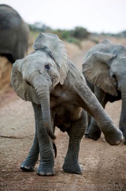 magicalnaturetour:  “Will this pose do?” Young elephant.