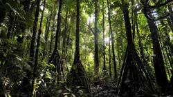 indefenseofplants:  earthstory:  The walking trees of Ecuador