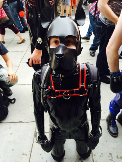 cuircub:  puploki:  Today’s pup-out at pride  D’aw! 