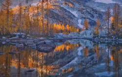 vicariousplacebo:  The Larch Puzzle by TrevorAnderson 