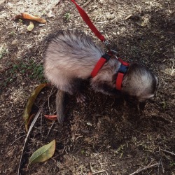 Little lady had a fun adventure today, rolling around & digging