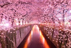 sixpenceee:  Sakura Tunnel, Japan  In Japan is an amazing tunnel