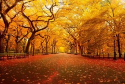69honeybeez:  Autumn in Central Park 
