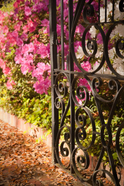 hueandeyephotography:  Garden Gate in Spring, Charleston, SC