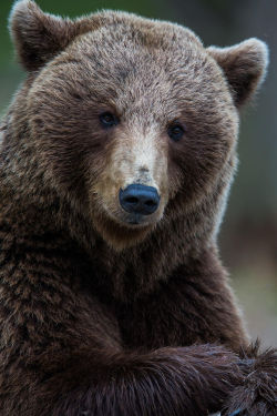 fuck-yeah-bears:Mr Bear by Jamen Percy