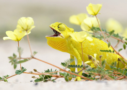 end0skeletal:  (via 500px / Kalahari Chameleon by Hendri Venter)