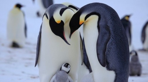 Wow, did we make you? (a King Penguin pair and their chick)