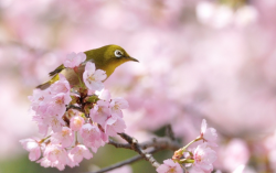 nubbsgalore:japanese white eye birds resting in cherry blossom