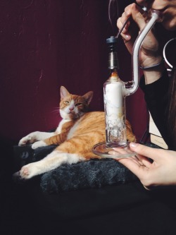 highimsienna:  Dabs lol 