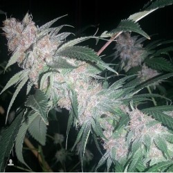 weedporndaily:  @madfarmer1  by tonygreenhand http://ift.tt/1rJdT1H