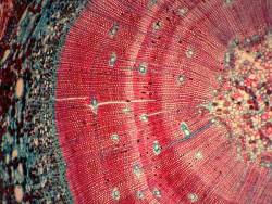 planetvalium:   A cross section of the stem of a small pine