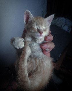 #sleepingkitten #animallover #catlover #kitten #babycat #lilboy