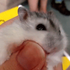 skeetbucket:  tootricky:  my baby russian dwarf hamster doing