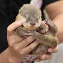 otter