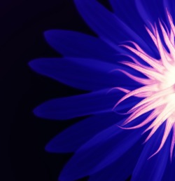 photographoria:  The Inverted Color Flower 