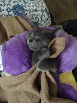 awwww-cute:  My mom strapped my kitten into a Pillow Pet and