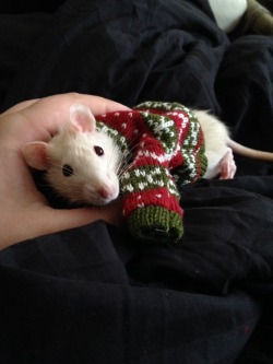 eixomoxie:  Sweater rat says Happy Holidays!   @clam-crab-cockle-cowrie