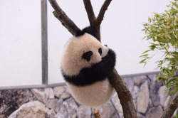 giantpandaphotos:  Yuhin at Adventure World in Wakayama, Japan,