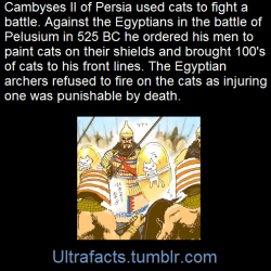 ultrafacts:  Egyptians regarded cats as sacred animals to their