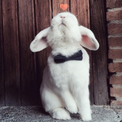 awesomebunnies:  Veryfatbunny:Smell that? Love is in the air ! 