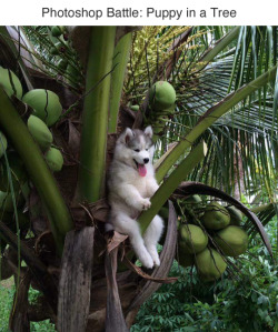 wwinterweb:  Photoshop Battle: Puppy in a Tree (see 8 more) 