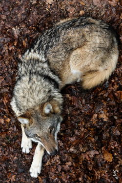 foreverthel0newolf:   Wolf by Michael Schütze  