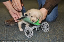 sixpenceee:    Two-legged rescue puppy born with no front legs