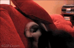 gif-guy:  http://gif-guy.tumblr.com/ 
