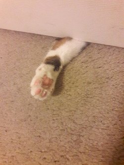 catsuggest:  door oppress cat, free the beans