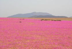 prunvs: Flowering Desert, Chile The flowering desert is a climatic