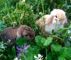 westleysworld:  Westley and Buttercup enjoying a morning run the garden. 