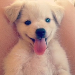 cuteanimalspics:  Smiling angel