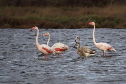 bacteriia:  Flamingos in a pond in Santa Gilla, Cagliari, Italy.