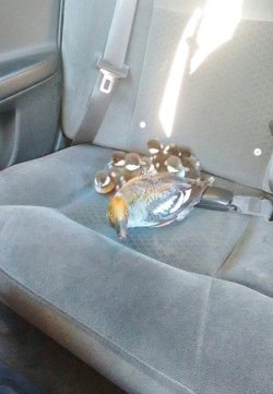 lookatthisbabybird:  Kind-Hearted Cab Driver Offers Duck Family