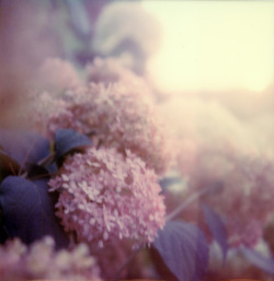 shelbiedimond:  home // solace amongst the hydrangeas(self portrait