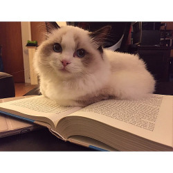 kittensoftheworld:Why hello good evening tonight’s book circle