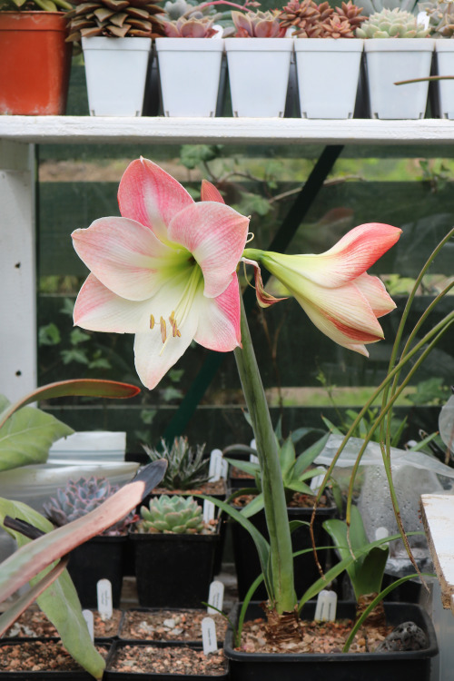 agavex-photography: Hippeastrum ‘Apple Blossom’.April 2020. 