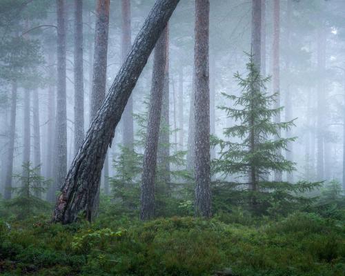 amazinglybeautifulphotography:A foggy morning in Sorunda, Sweden