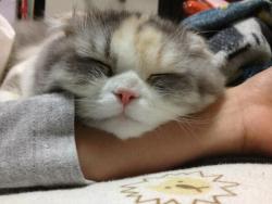 cat-pic:  に大福みたいな寝顔が載っていたので。うちの子も大福みたいじゃないですか？