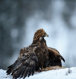 peregrineinastoop:  Golden Eagle by Niklas Nilsson